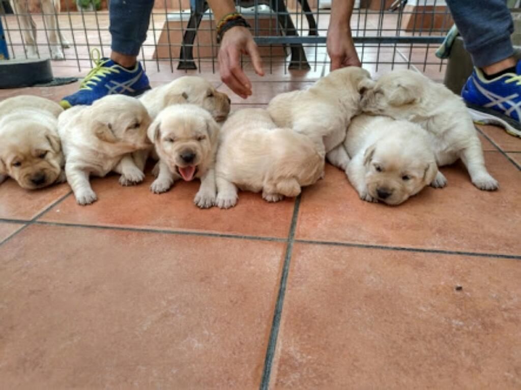 Venta de Cachorros Labradores