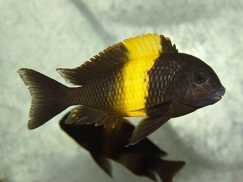 ciclido tropheus ikola hembra