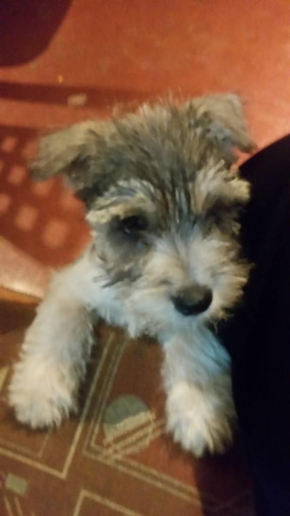 vendo schnauzer