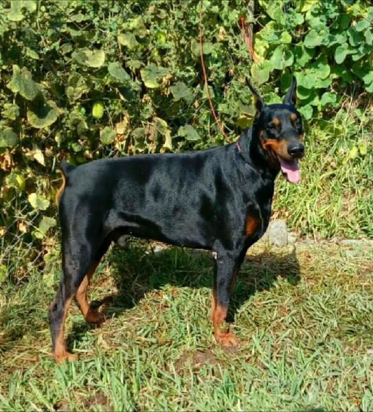 Doberman Pedigree