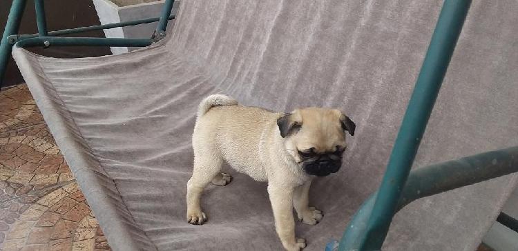 Pug Machito Bebe