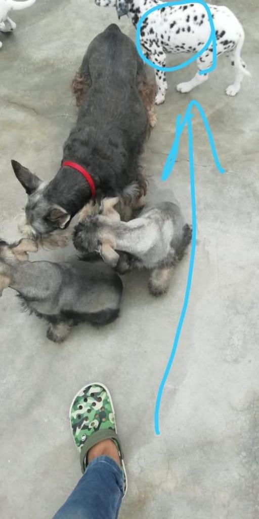 2 schnauzer y 2 dalmatas