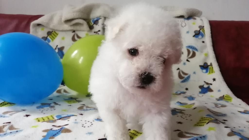 Bichon Frise