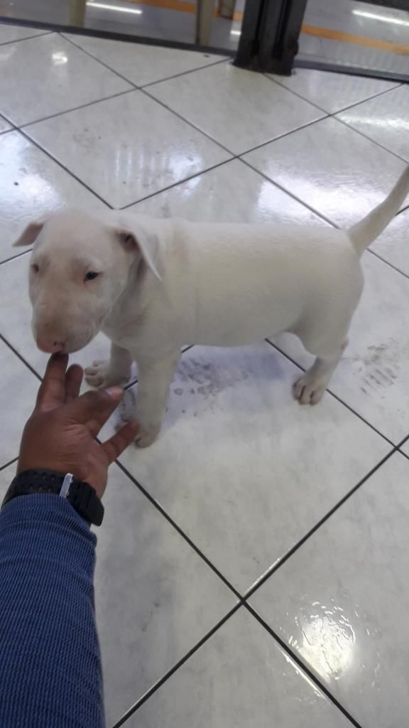 Bull Terrier Disponible