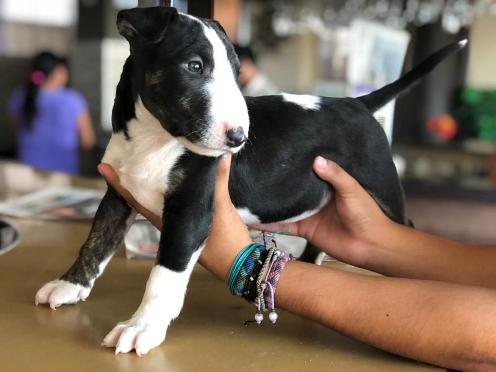 Bull Terrier Estandar