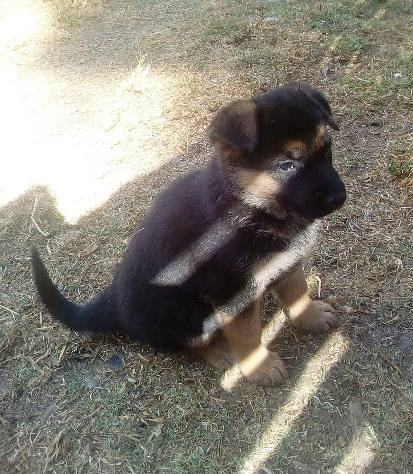 CACHORRA PASTOR ALEMAN