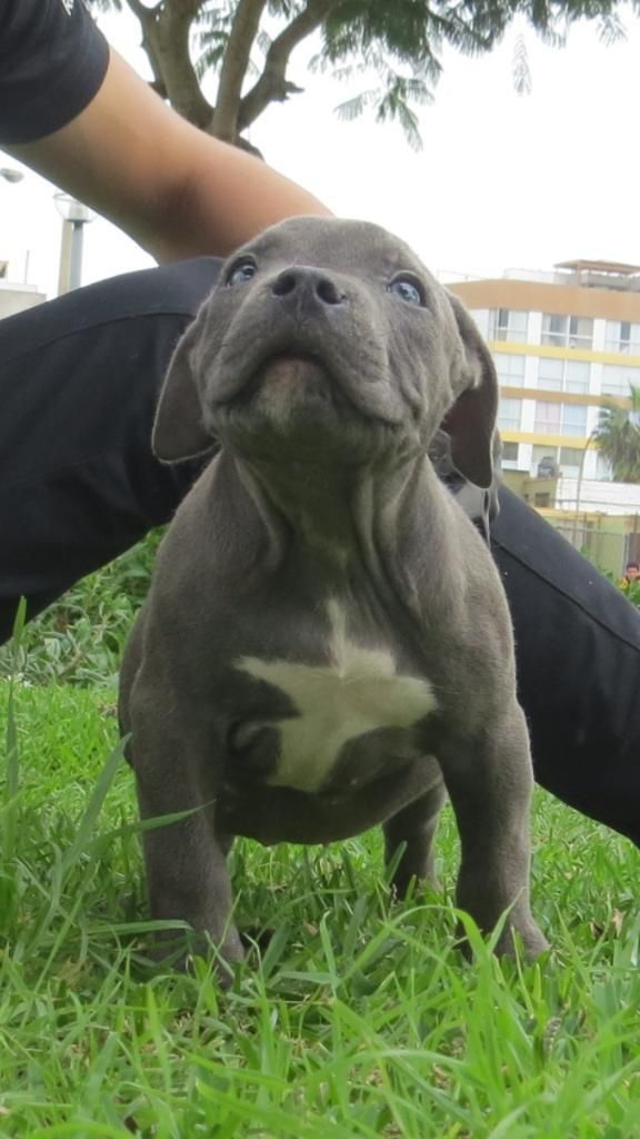 Cachorro Macho Blue American Bully