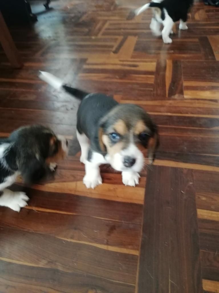 Cachorros Beagle