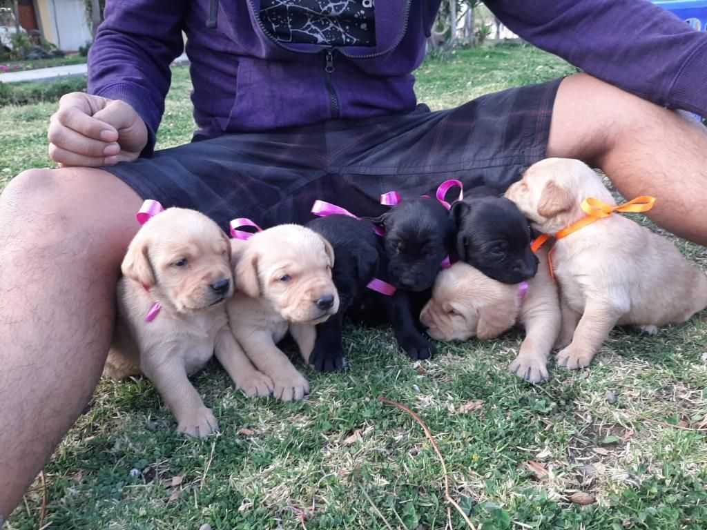 Cachorros Labradores