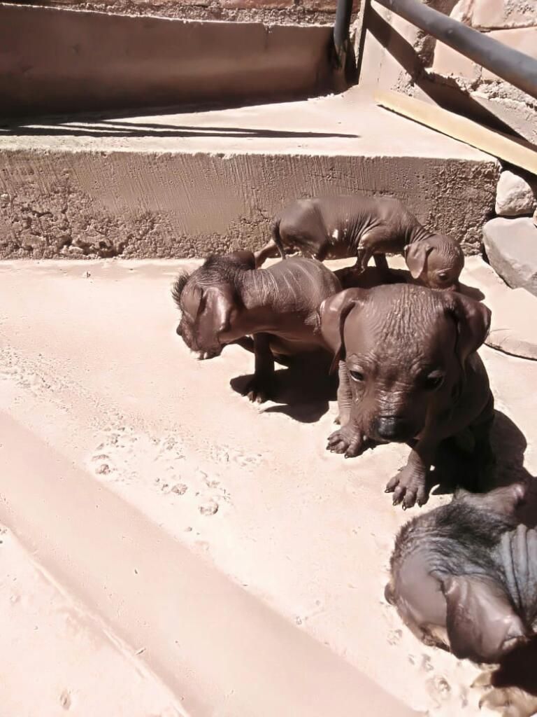 Cachorros Perunos