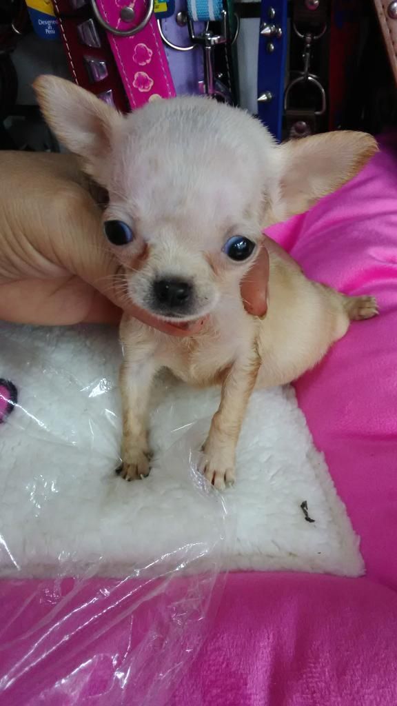 Chihuahua Minis Toy