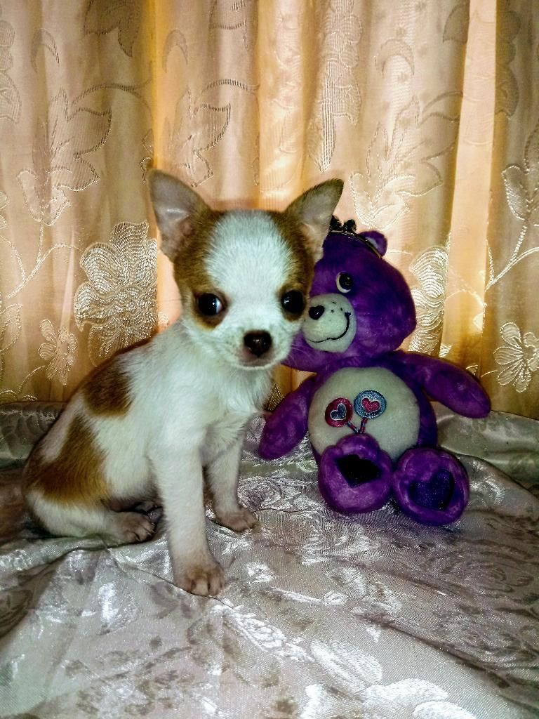 Chihuahua Toy