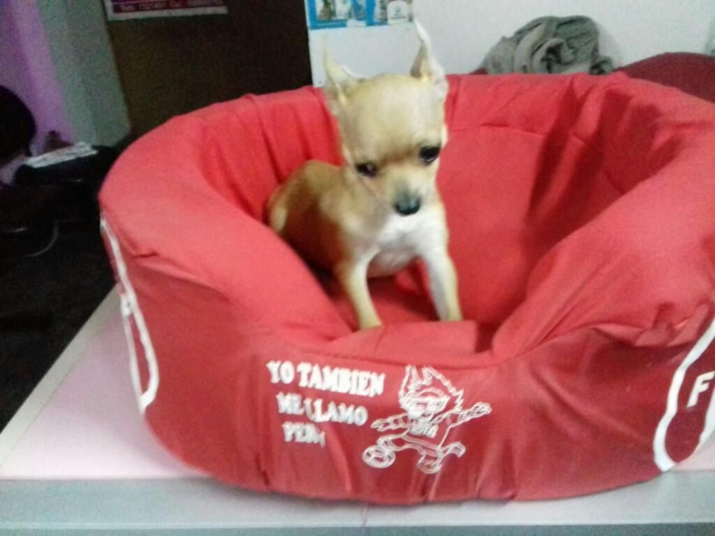 Chihuahua de 2 Meses