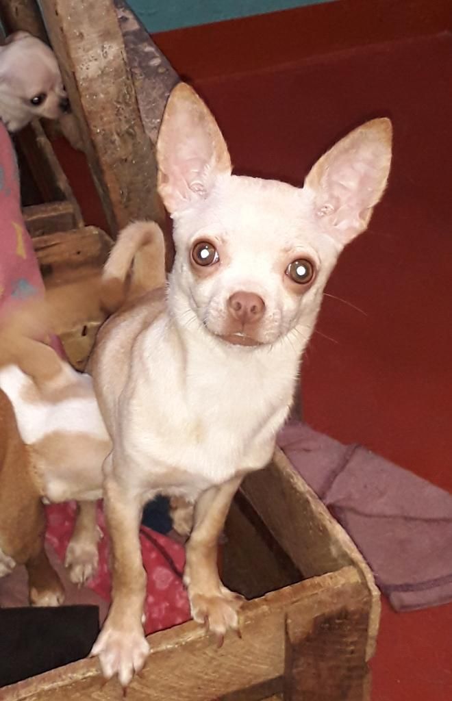 Chihuahuas