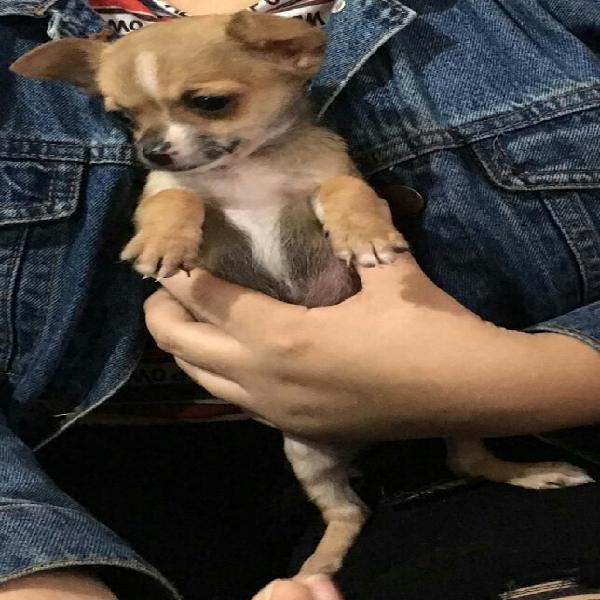 Chihuahuas