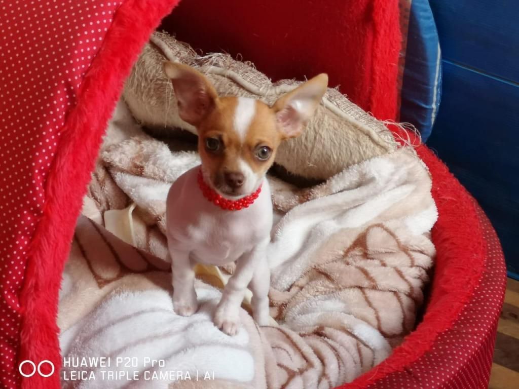 Chihuahuas precio negociable