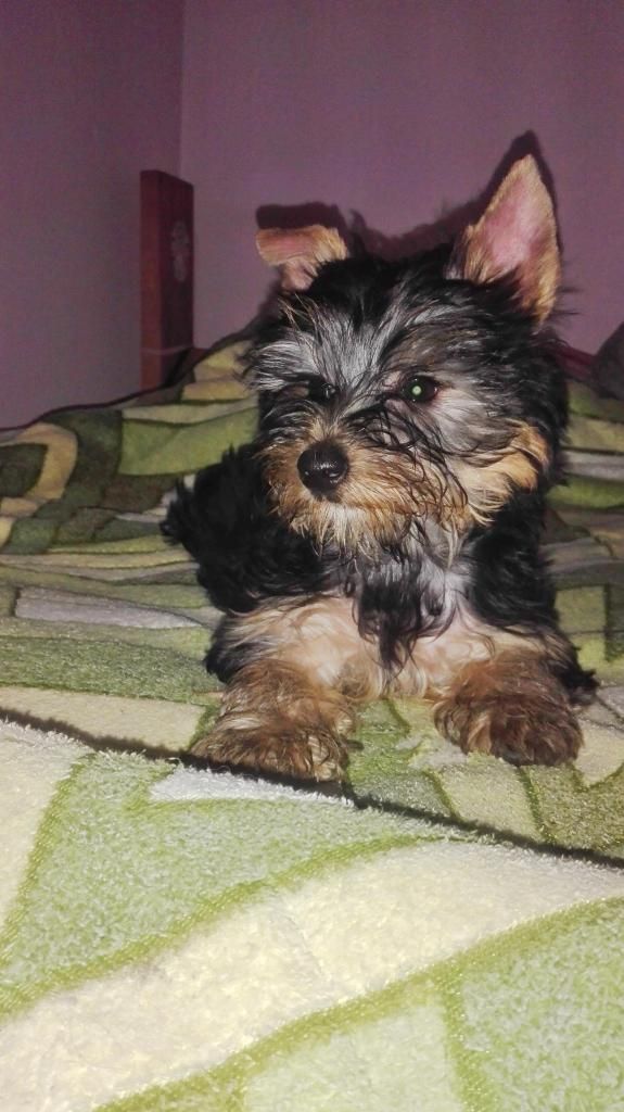 Hermosa cachorrita yorkshire terrier de 2 meses