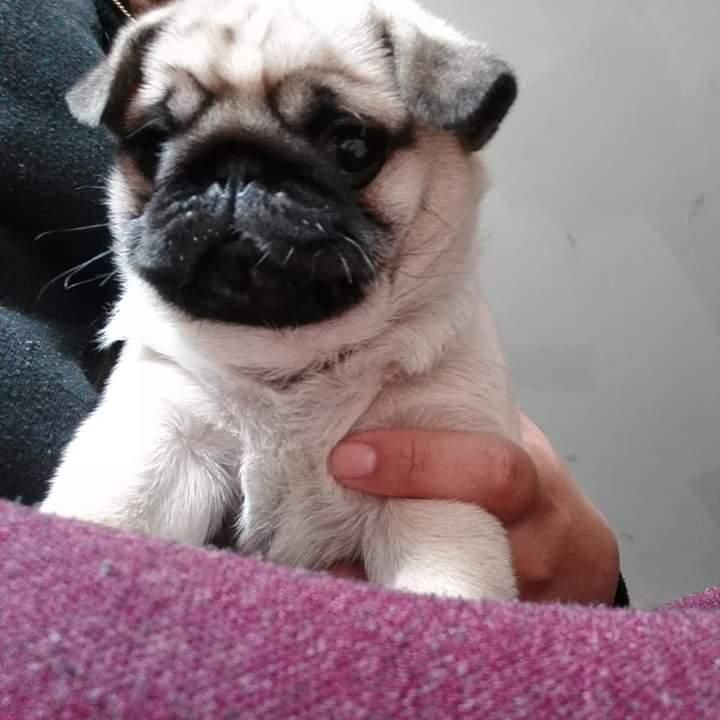 Hermoso pug carlino