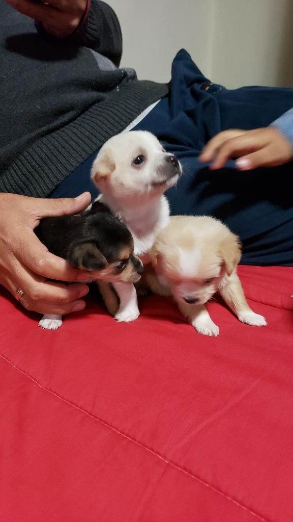 Lindos Chihuahuas en Venta