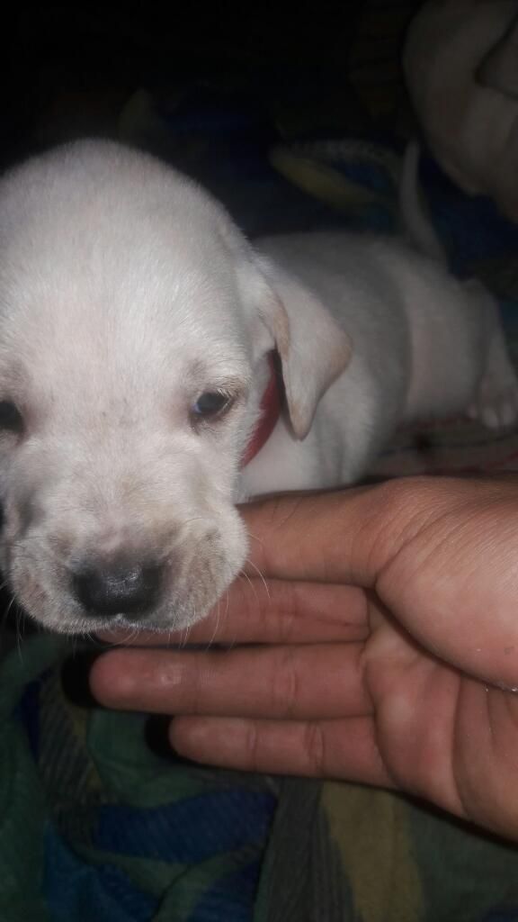 Perro Labrador Retriever