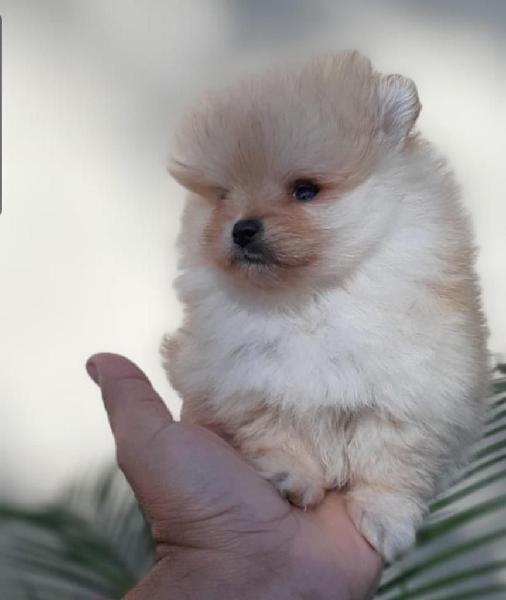 Pomerania Boo Osit