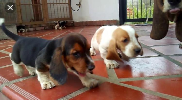 Precioso Basset Hound Tricolor