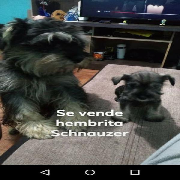 Schnauzer