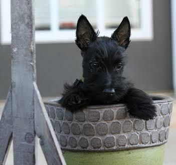 Scottish terrier