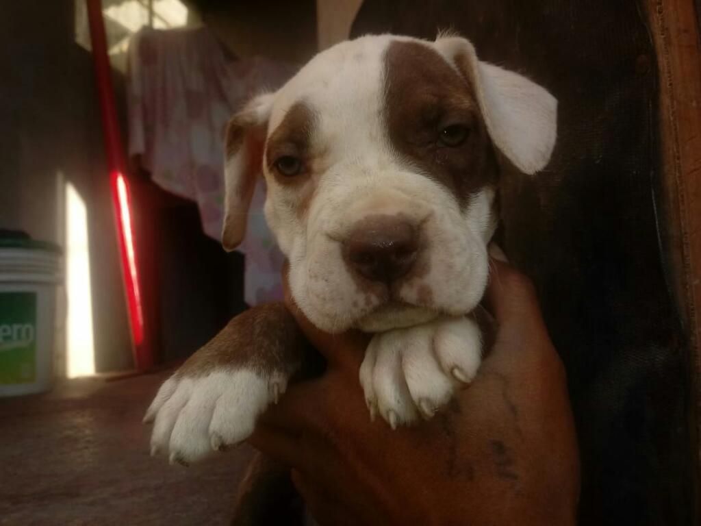 Se Vende Cachorra Pitbull Red Nouse