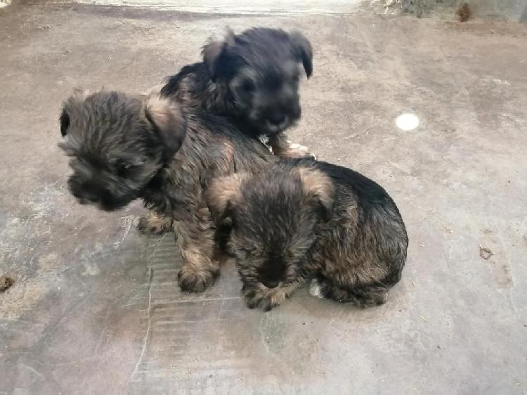 Se Venden Cachorros Schnauzer