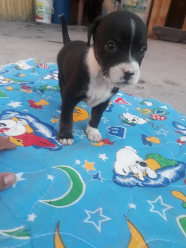 Se Venden Dos Cachorritos