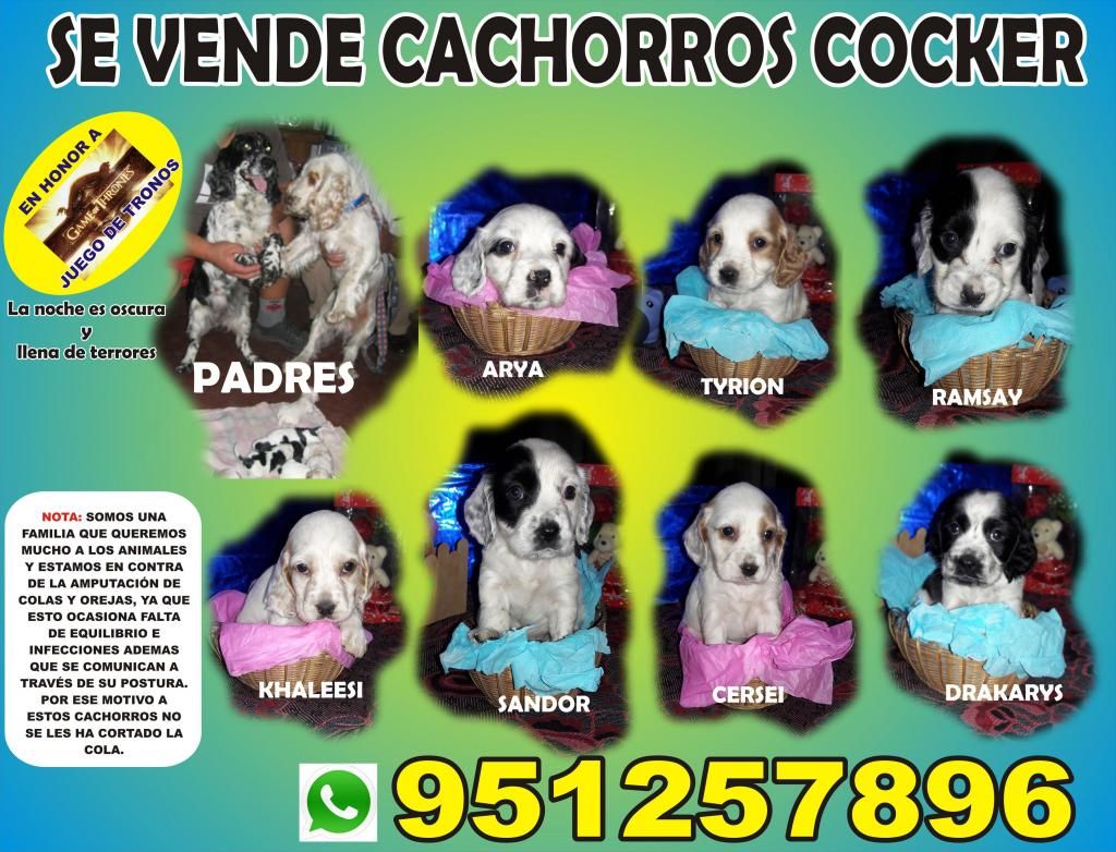 VENTA CACHORROS COCKER