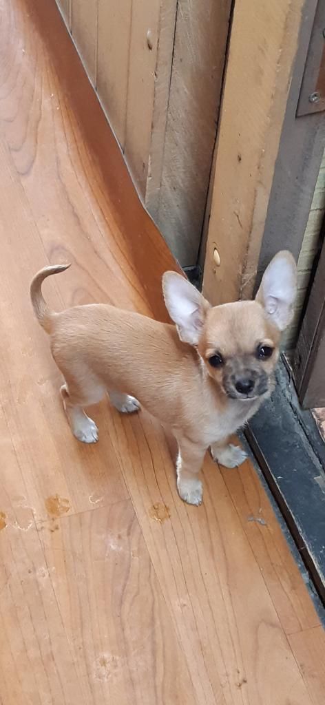 Vendo Cachorrita Chihuahua Toy