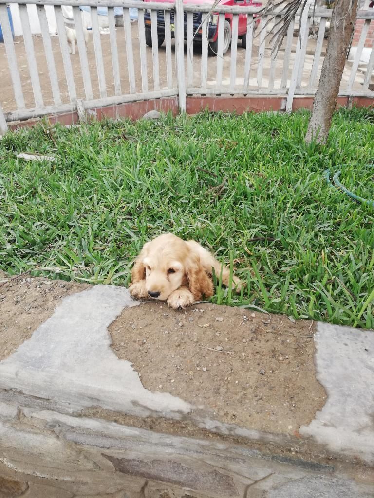 Vendo Cachorro Cocker Spaniel