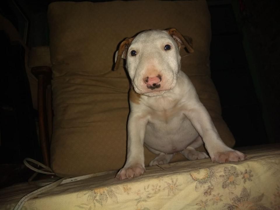 bullterrier y fusion pitbull bully