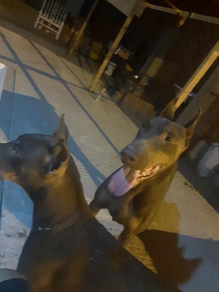 Cachorros Doberman en Venta