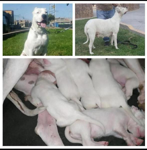 cachorros dogo argentino