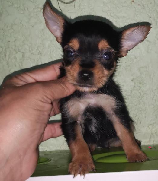 Chihuahua Miniatura Macho