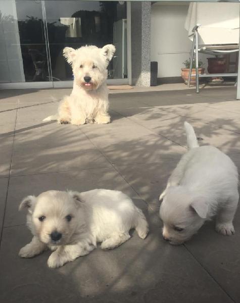 Vendo Cachorros Westies white terrier