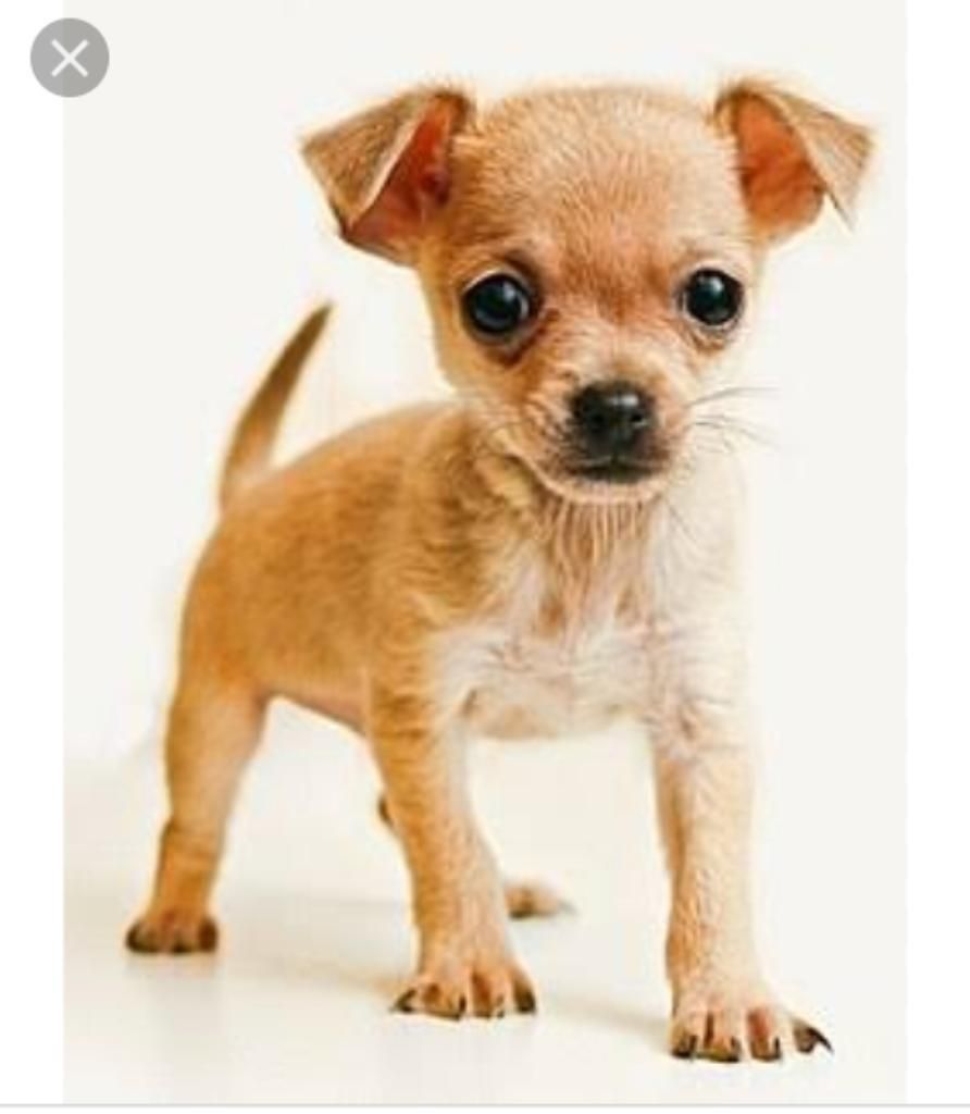 Alguien Que de en Adopción Chihuahua?