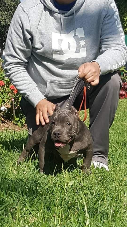 American Bully