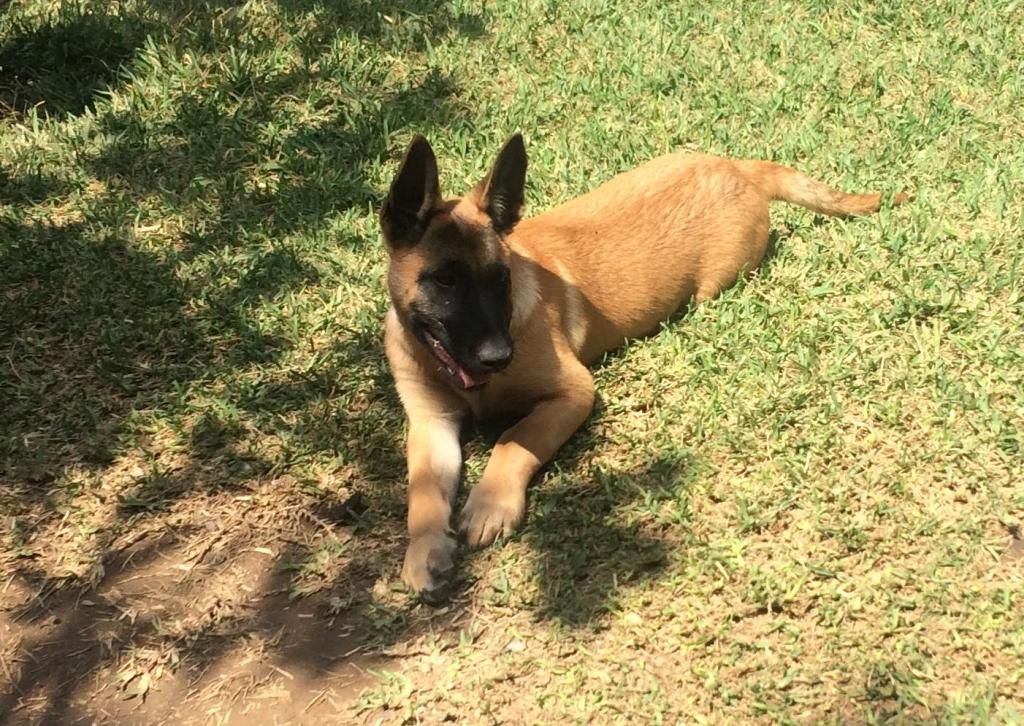 Cachorra Pastor Belga Malinois