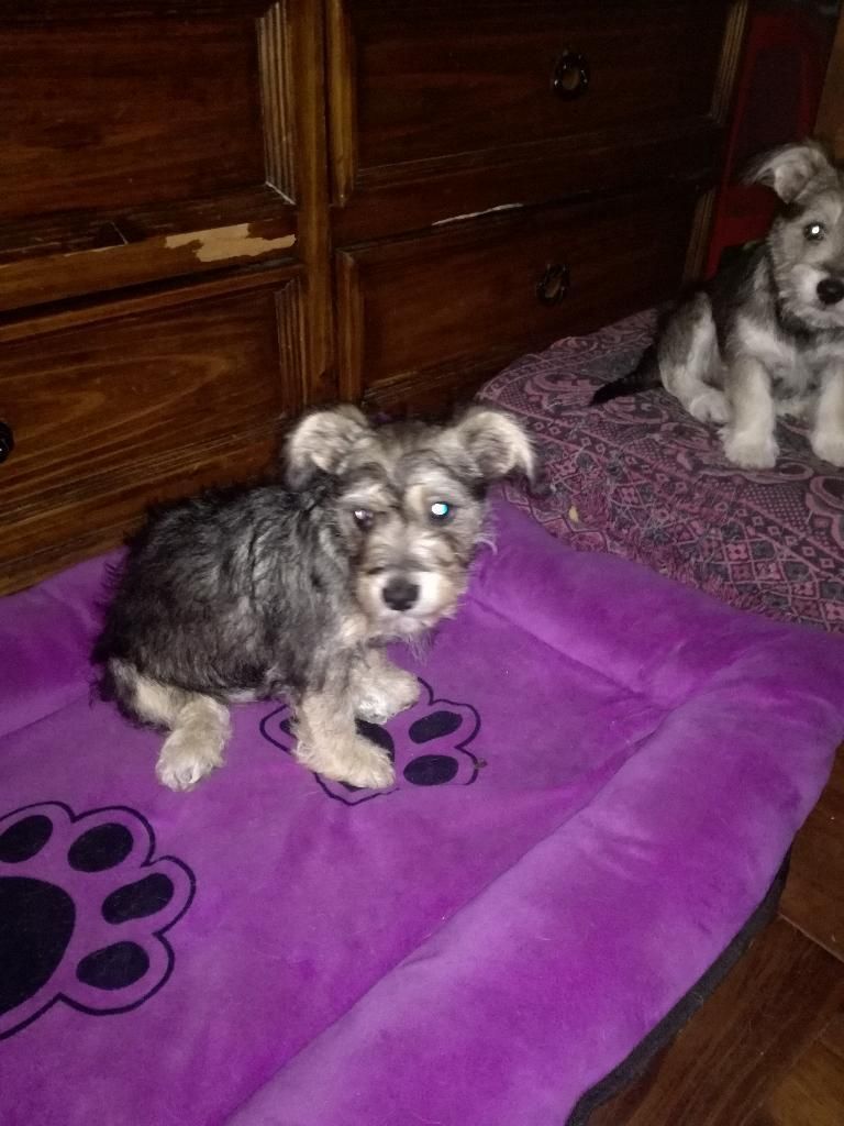 Cachorras de 3 Meses en Adopción