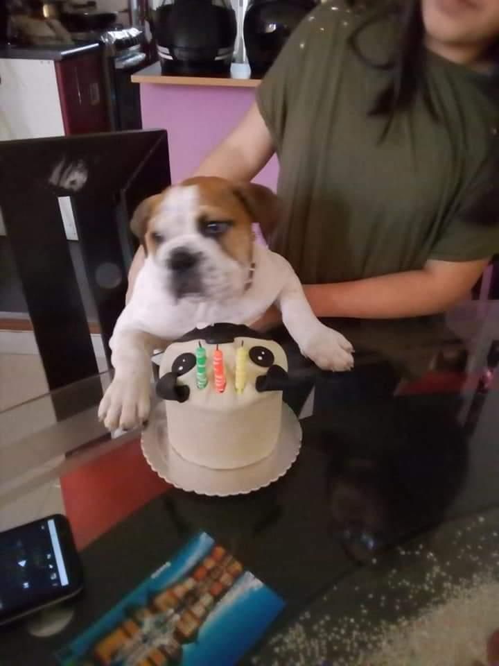 Cachorrito Bulldog ingles macho 5 meses 