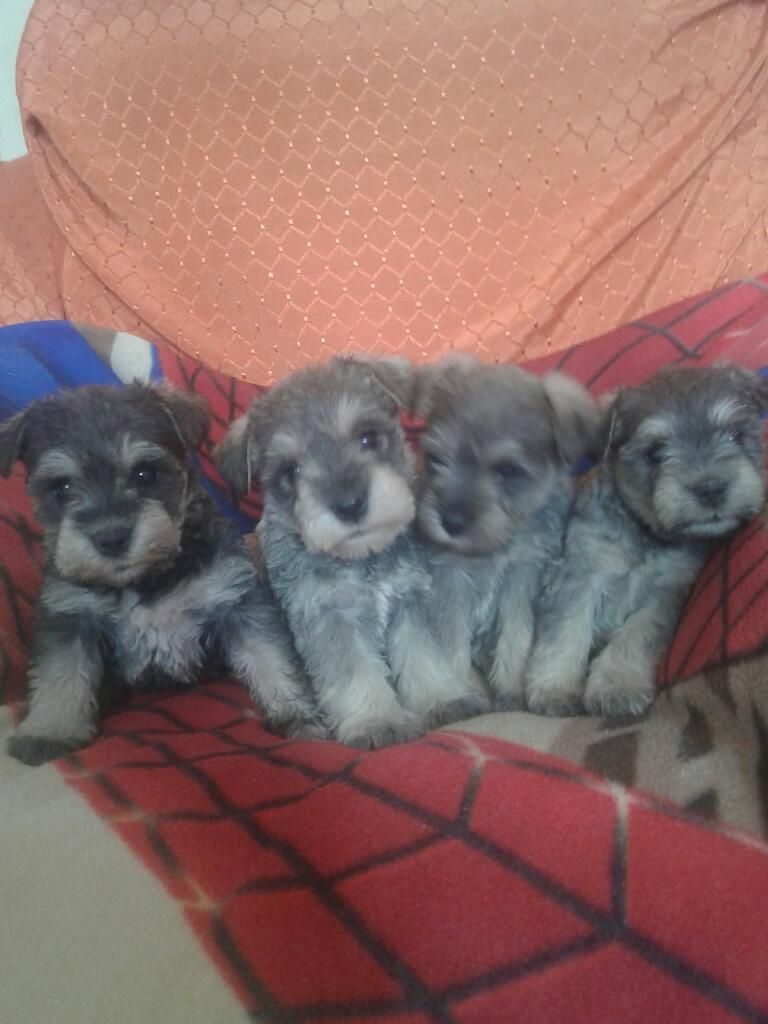 Cachorritos Schnauzer Sal Y Pimienta