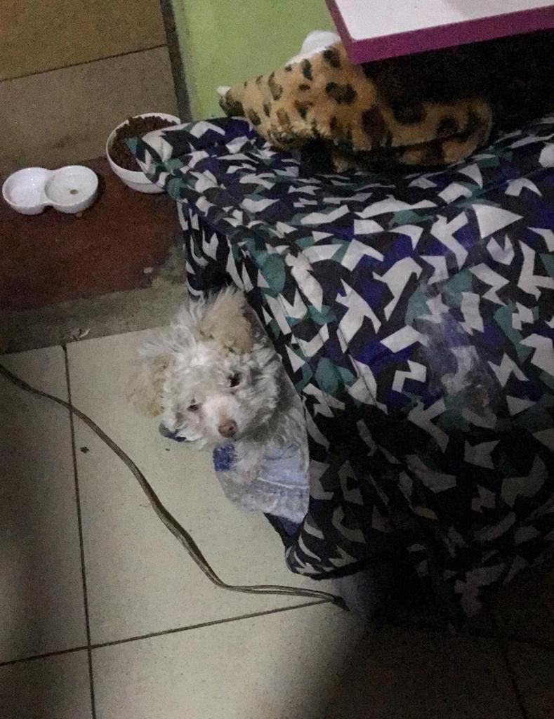 Cachorro Bichon Freze