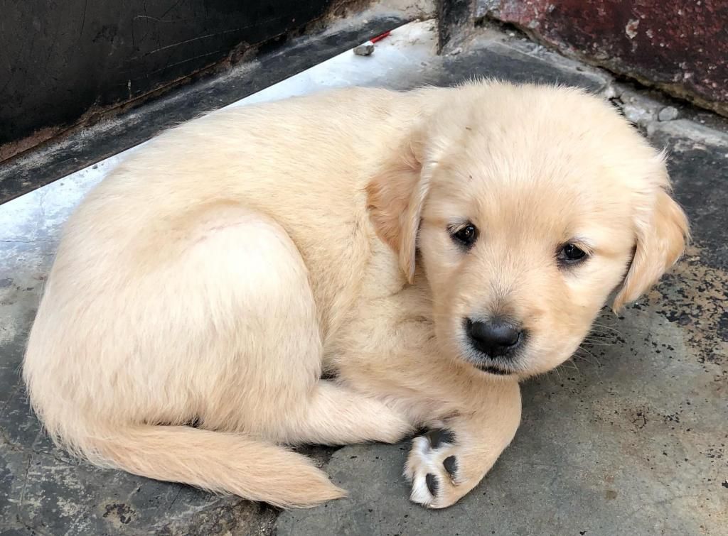 Cachorro Golden Retriver