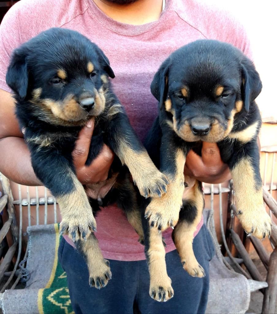 Cachorro Rottweiler