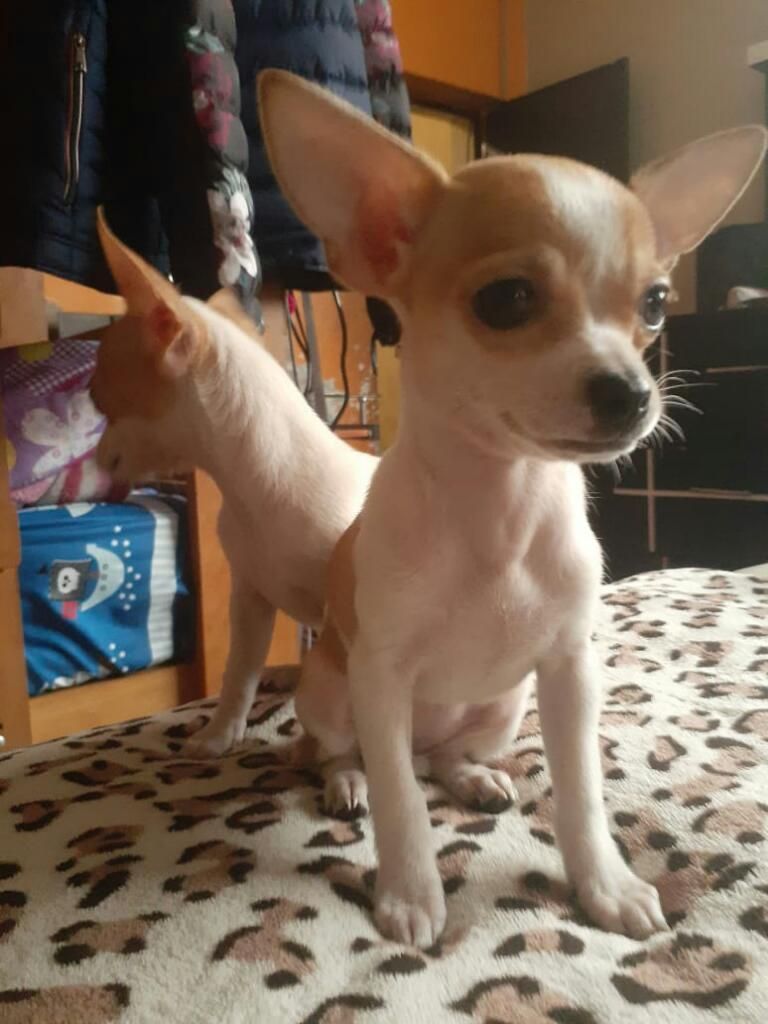 Cachorros Chihuahua Toy