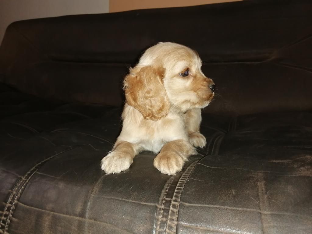 Cachorros Cocker Spaniel